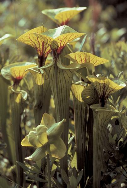 A group of pitcher plants